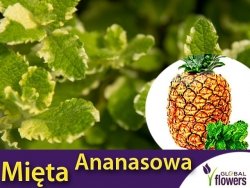 Mięta ANANASOWA (Mentha suaveolens Variegata Pineapple) Sadzonka C1