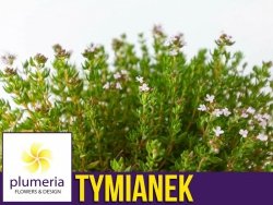 Tymianek właściwy (Thymus vulgaris) Sadzonka