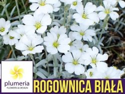 Rogownica kutnerowata biała (Cerastium tomentosum) nasiona 0,2g