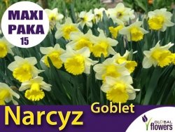 MAXI PAKA 15 SZT Narcyz Goblet (Narcissus) CEBULKI