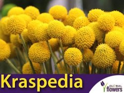 Kraspedia żółta (Craspedia globosa) nasiona 0,1g 