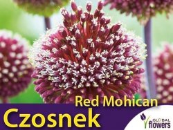 Czosnek Red Mohican (Allium Red Mohican) CEBULKA 1 szt