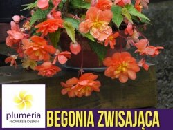 Begonia zwisająca pomarańczowa (Begonia) CEBULKA