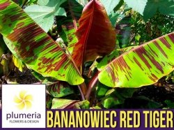 Bananowiec RED TIGER (Musa sikkimensis) Sadzonka XXL-C9