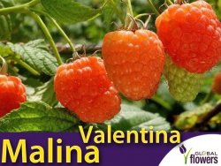Malina morelowa VALENTINA ® (Rubus idaeus) doniczkowana Sadzonka C1