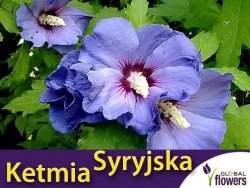 Ketmia Syryjska Niebieska (Hibiscus Syracius) 0,5g