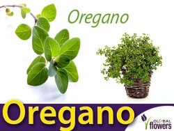 Oregano - Lebiodka pospolita (Origanum vulgare) nasiona 0,5g