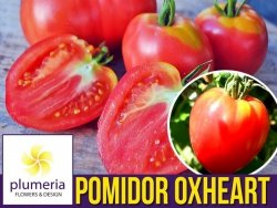 Pomidor OXHEART Bawole Serce (Lycopersicon E.) nasiona XXL 10g