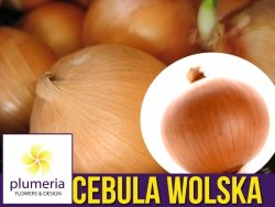 Cebula późna  WOLSKA nasiona XL 100g (Allium cepa) 