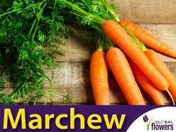 Marchew AMSTERDAM 2 Wczesna (Daucus carota) nasiona 5g + 1g
