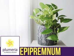 EPIPREMNUM AUREUM Roślina domowa  P10 - S