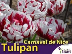 Tulipan pełny późny 'Carnaval de Nice' (Tulipa) CEBULKI 5 szt