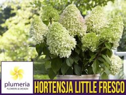 Hortensja Bukietowa LITTLE FRESCO (Hydrangea paniculata) Sadzonka XL-C5