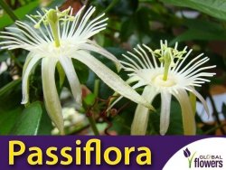 Męczennica biała (Passiflora capsularis) nasiona