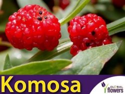 Komosa Rózgowa - Strawberry Sticks (Chenopodium foliosum) Szpinak Truskawkowy nasiona 0,1g