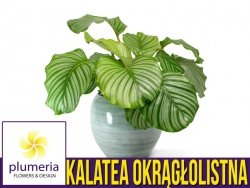 Kalatea okrągłolistna (Calathea orbifolia) Roślina domowa. Sadzonka P7 - S