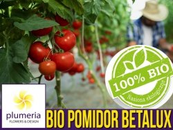 BIO Pomidor karłowy Betalux nasiona ekologiczne 0,2g