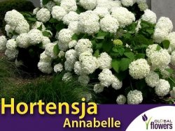 Hortensja Drzewiasta ANNABELLE (Hydrangea arborescens) sadzonka C1/C3
