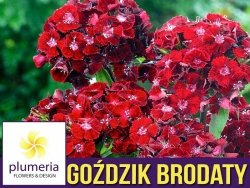 Goździk brodaty SCARLET BEAUTY (Dianthus barbatus) nasiona 0,5g