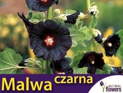 Malwa Czarna (Althaea rosea var. nigra) nasiona 0,5g