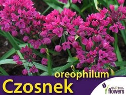 Czosnek Ostrowskiego (Allium oreophilum) CEBULKI 10 szt