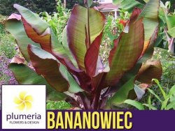 Bananowiec Red Banana MAURELII (Ensete ventricosum) Sadzonka C2,5/3