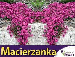 Macierzanka Piaskowa lilaróżowa (Thymus serpyllum) nasiona 0,1g