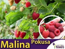 Malina właściwa POKUSA® (Rubus idaeus) Sadzonka C2