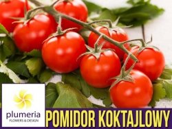 Pomidor koktajlowy BAJAJA (Solanum lycopersicum L.) nasiona 0,3g