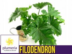Filodendron SHANGRI LA (Philodendron) Roślina domowa. Sadzonka P14 - L