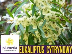 Eukaliptus Cytrynowy (Corymbia citriodora) nasiona 0,2g
