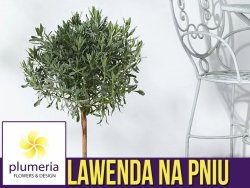 Lawenda na pniu (Lavendula angustifolia) Sadzonka P14  30-40cm
