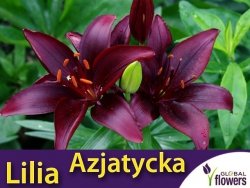 Lilia Azjatycka (lilium) Mapira CEBULKA 1 szt.