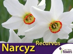 Narcyz Recurvus (Narcissus Poeticus) CEBULKI 4 szt.