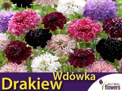 Drakiew, Wdówka  (Sabiosa atropurpurea) nasiona 0,5g
