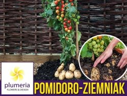 Pomidoro-ziemniak Sadzonka TomTato® (Solanum lycopersicum, Solanum tuberosum) HIT