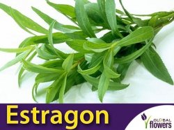 Estragon Bylica (Artemisia dracunculus) Sadzonka P9