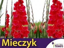 Mieczyk wielokwiatowy (Gladiolus) After Shock CEBULKI 5 szt