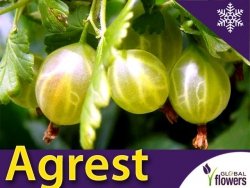 Agrest zielony HINNONMAKI GREEN (Ribes uva-crispa) doniczkowana Sadzonka C1