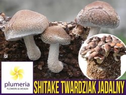 Shitake grzybnia kostka 3 kg – twardziak jadalny. Grzyb długowieczności