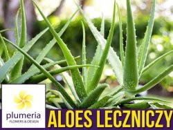 Aloes leczniczy (Aloe vera) Roślina domowa P10 - M