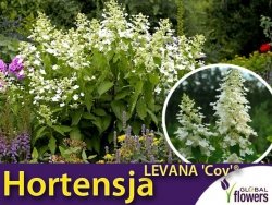Hortensja Bukietowa LEVANA 'Cov' ® (Hydrangea arborescens) Sadzonka C3 40-60cm
