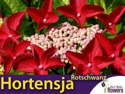 Hortensja ogrodowa ROTZSCHWARNZ (Hydrangea macrophylla) Sadzonka P9