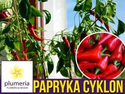 Papryka Ostra CYKLON (Capsicum annuum) nasiona 0,15g