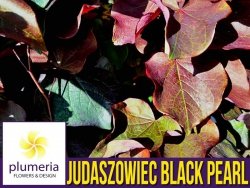 Judaszowiec BLACK PEARL (Cercis canadensis) 6 letnia Sadzonka XXL-C12