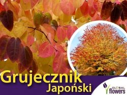 Grujecznik japoński (Gercidyphyllum japonicum) Sadzonka C2