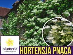 Hortensja pnąca (Hydrangea anomala) Sadzonka C2