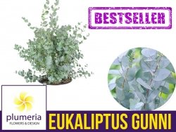 Eukaliptus Niebieski AZURA (Eukaliptus Gunni) 3 letnia Sadzonka C2