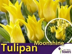 Tulipan liliokształtny 'Moonshine' (Tulipa) 5 szt CEBULKI
