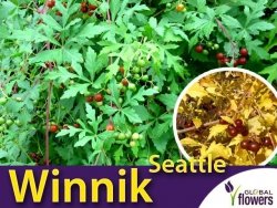 Winnik Tojadowaty 'Seattle' (Ampelopsis aconitifolia) Sadzonka